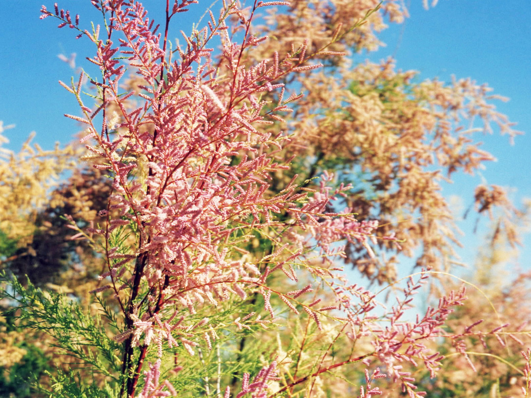 Tamarisk flowers