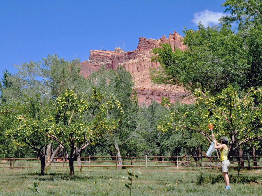 Apple picking at Fruita