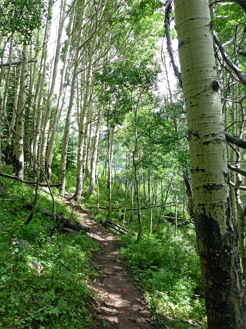 Path through aspen