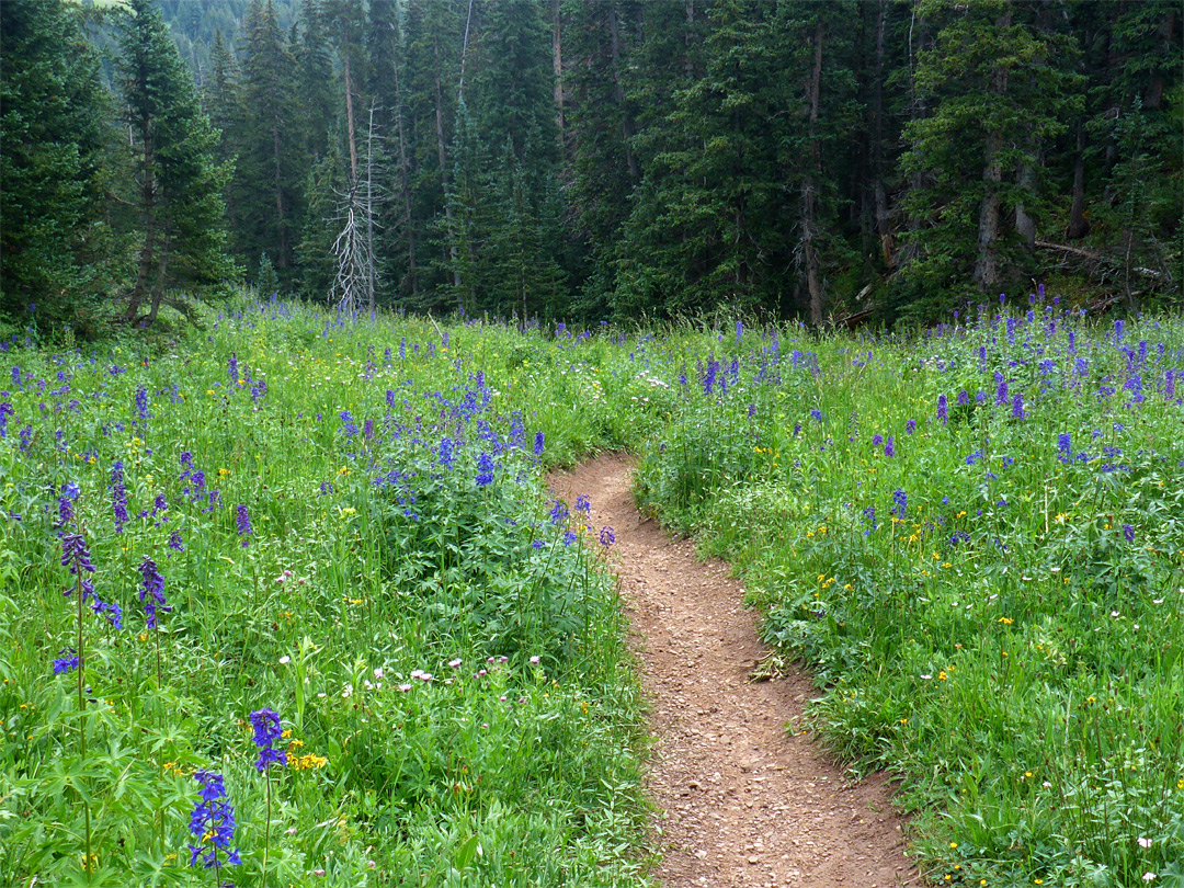 Larkspur