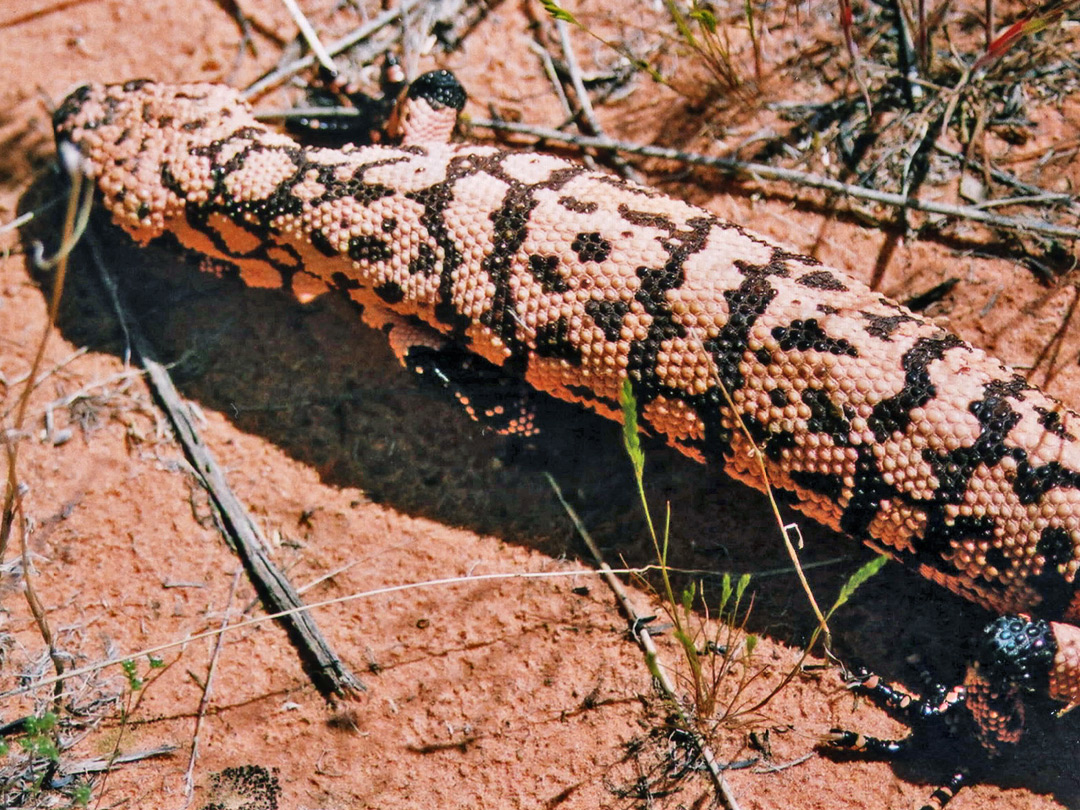 Gila monster - close view