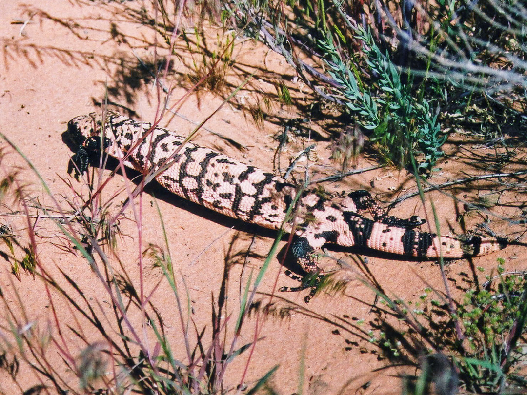 Gila monster