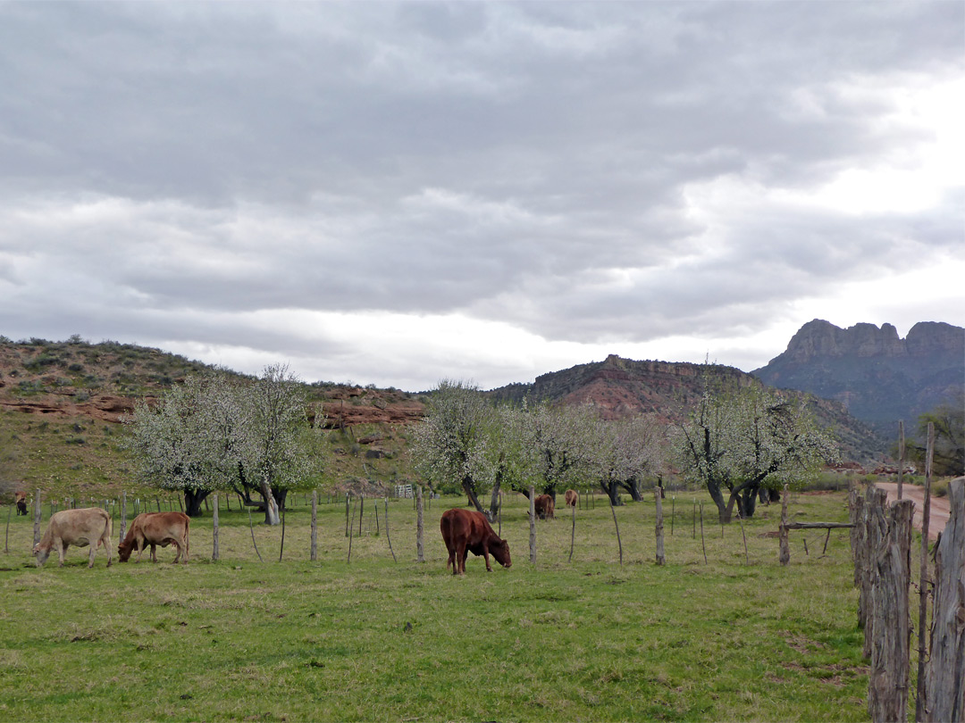 Pasture and orchard