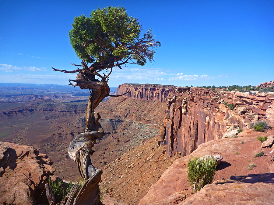Tree on the plateau edge