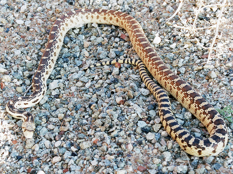 Great Basin gopher snake