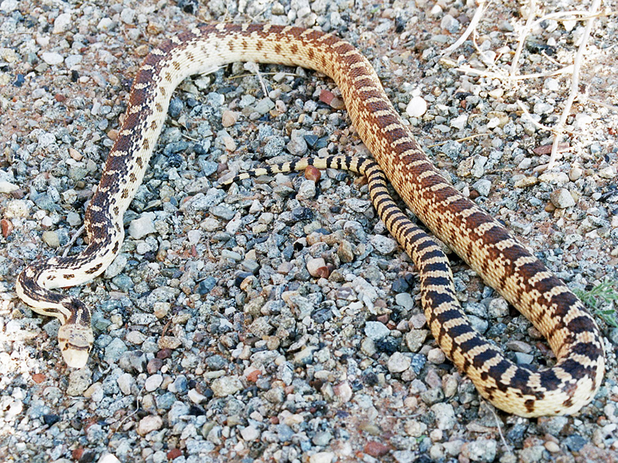 Great Basin Gopher Snake Hite Glen Canyon National Recreation Area Utah