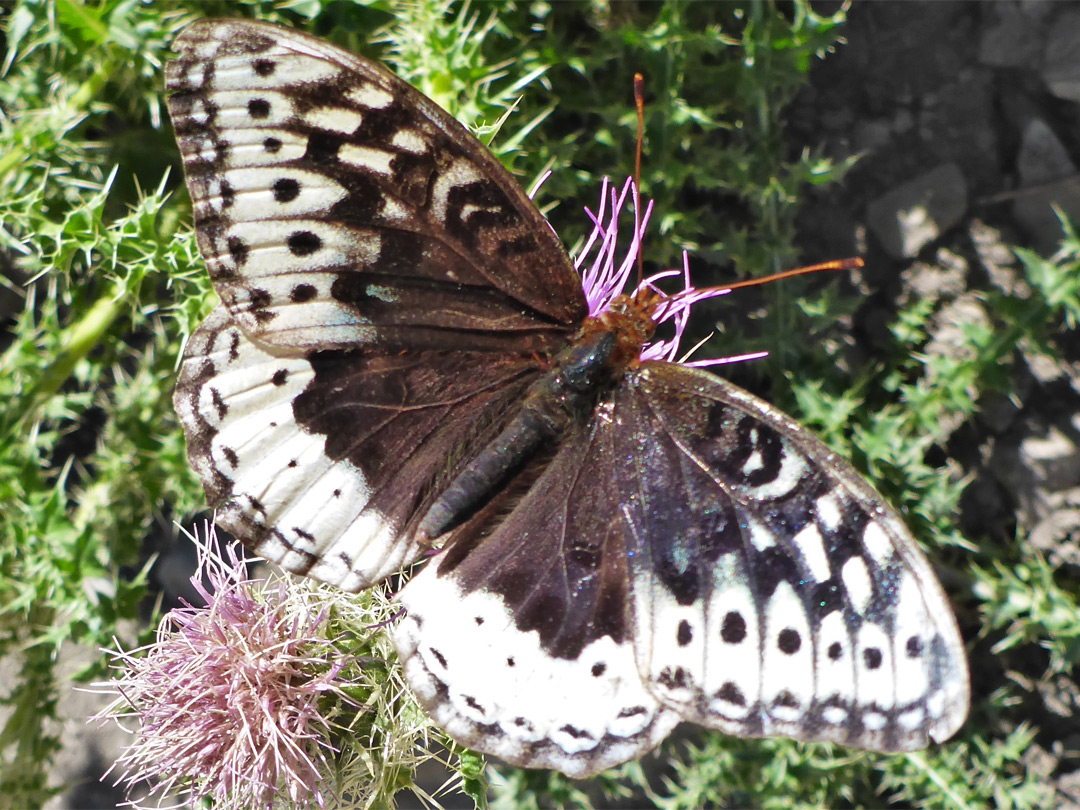 Great spangled fritillary