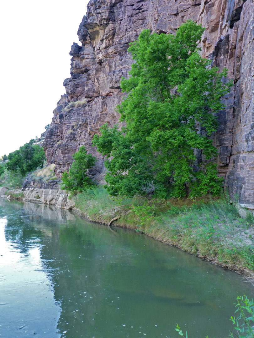 Tree by the river