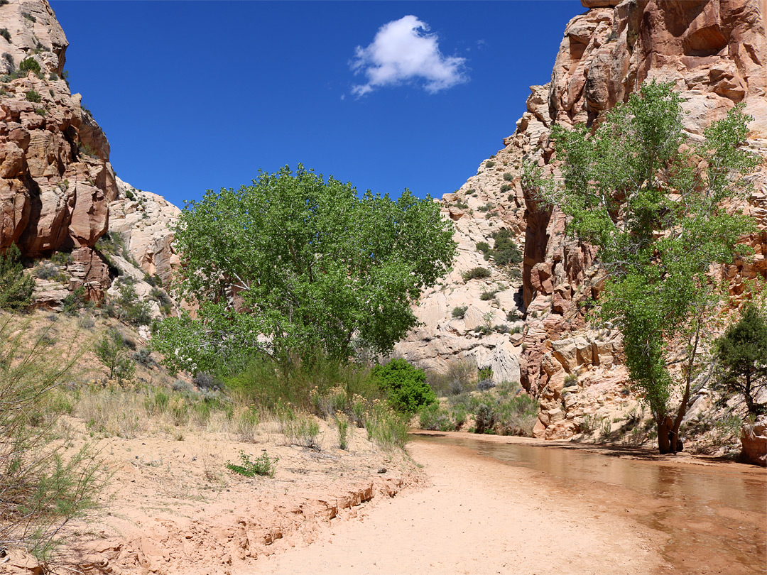 Cottonwood trees