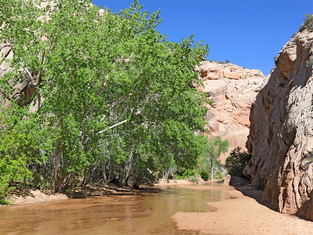 Cottonwoods by the stream