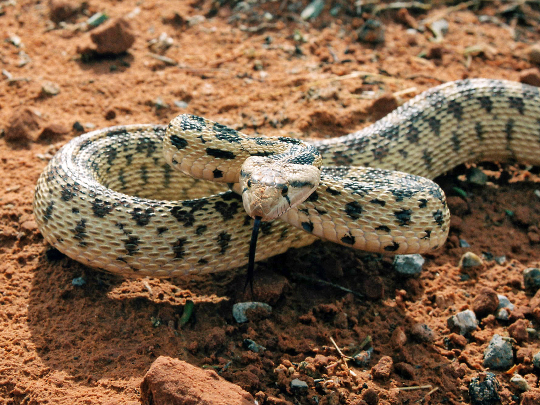 Great Basin gopher snake