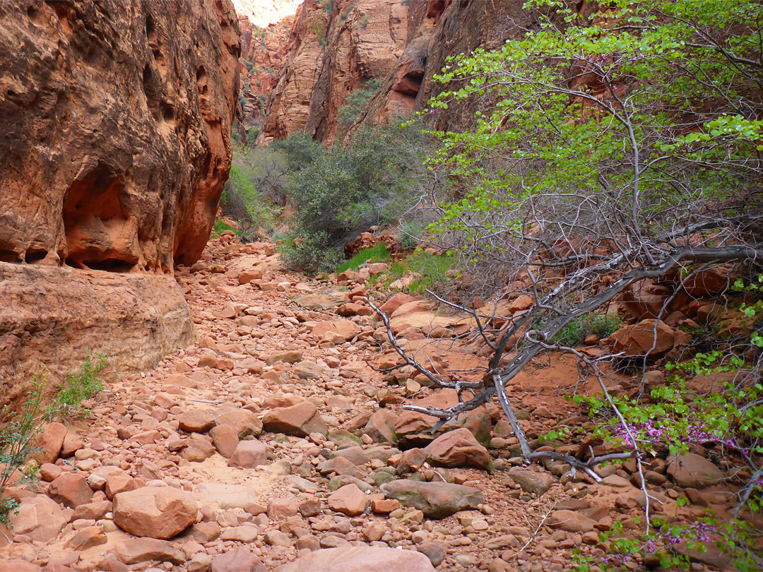 Bushes in the narrows