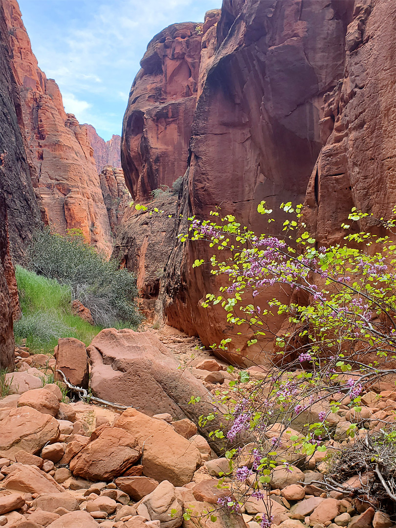 Western redbud