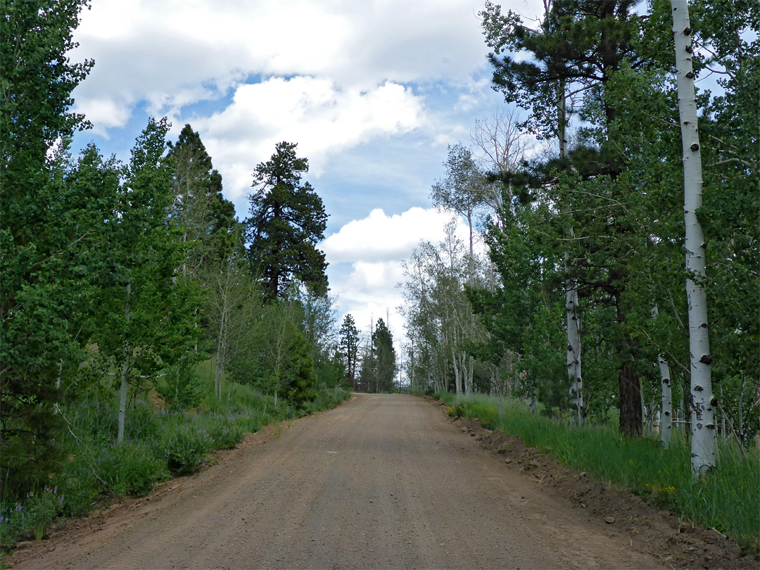 Aspen forest