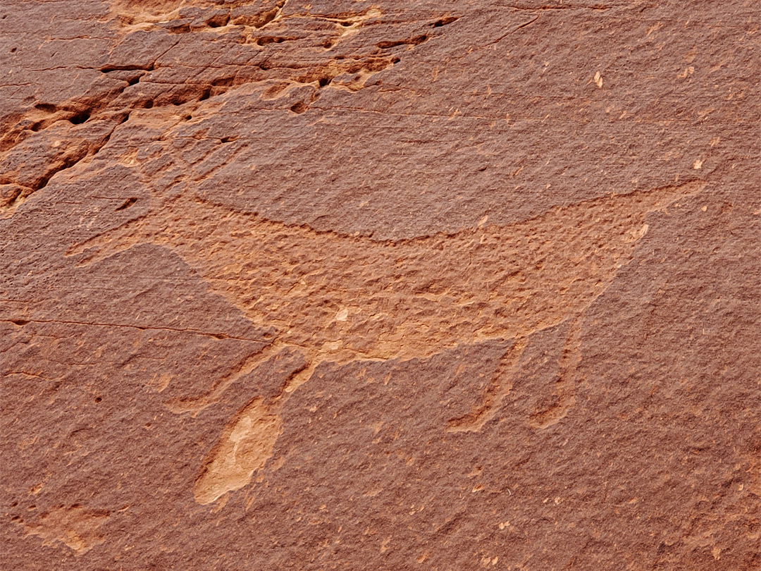 Elk petroglyph