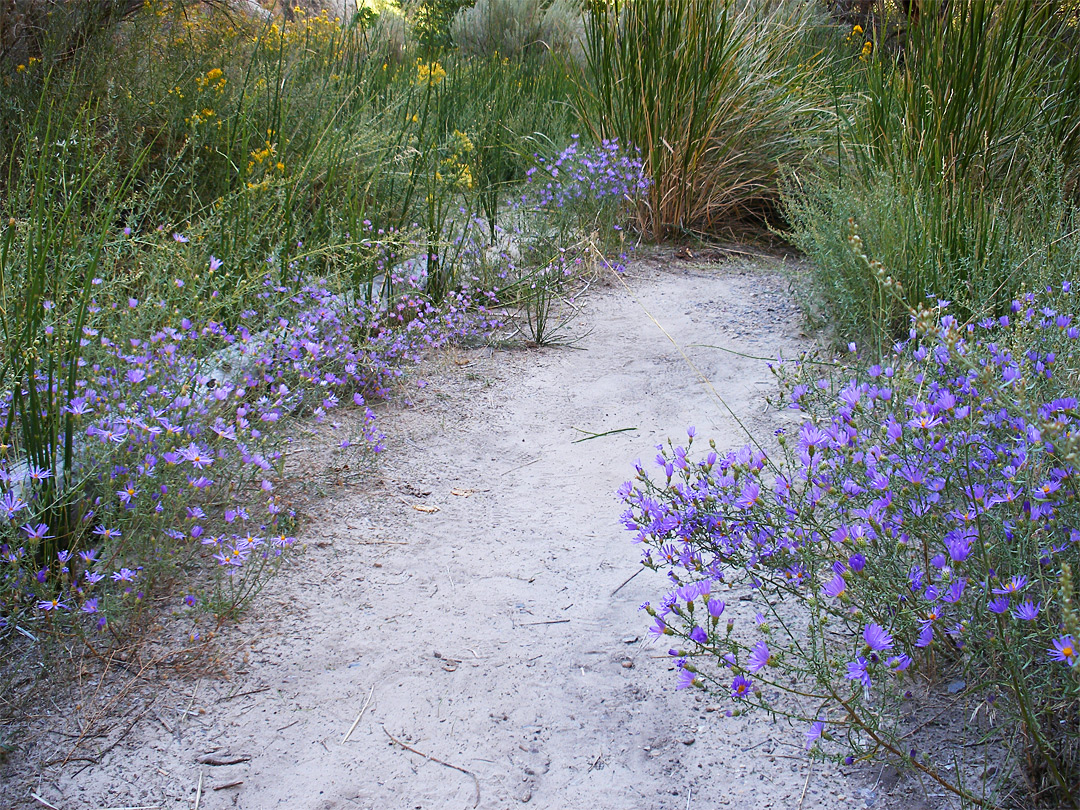 Flowers beside a trail