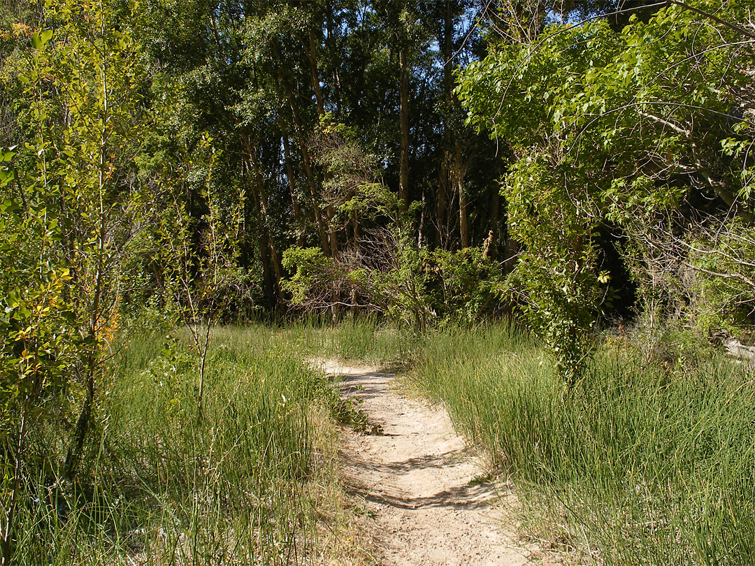 Hog Canyon Trail