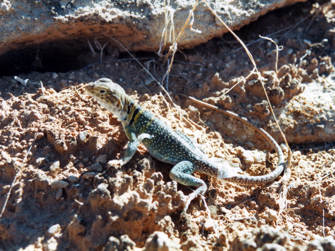 Collared lizard