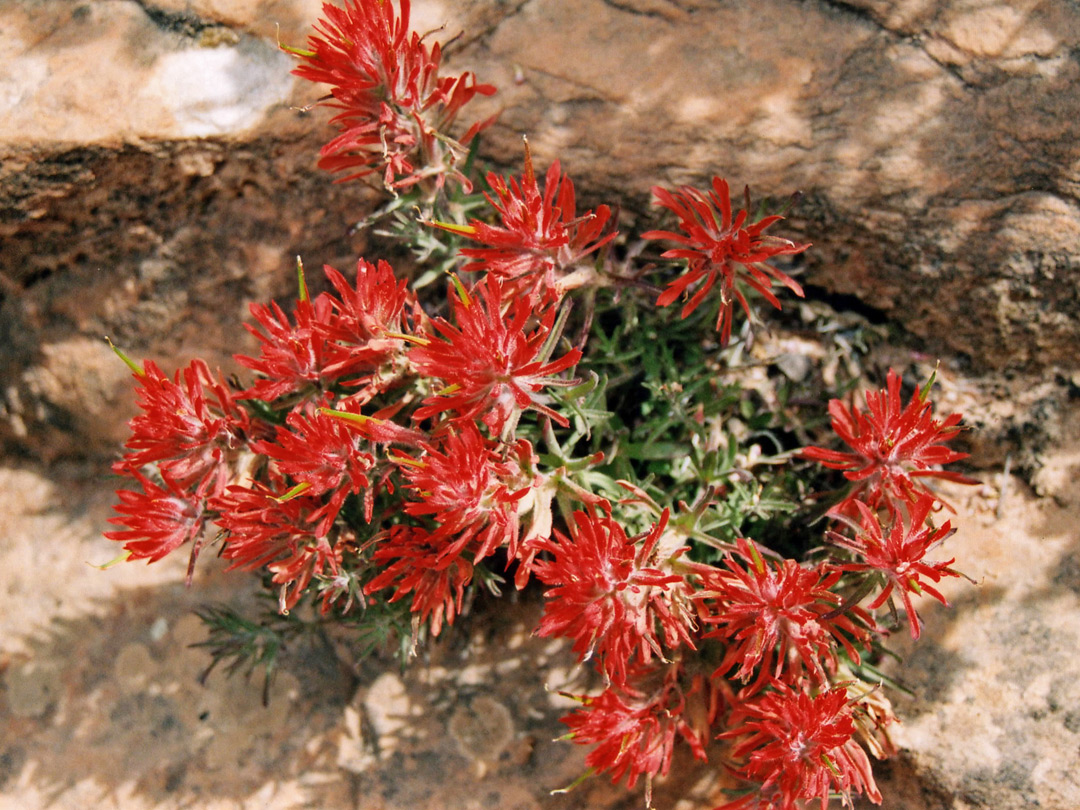 Indian paintbrush