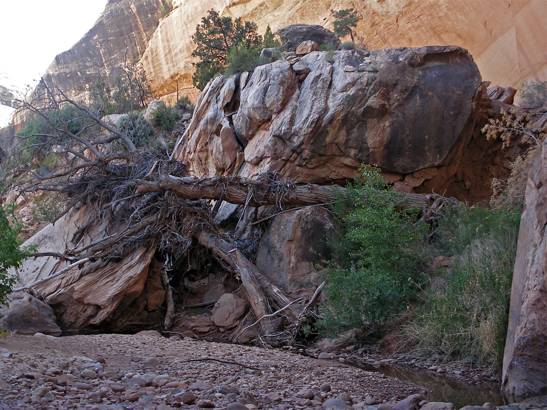 Driftwood by Kachina Bridge