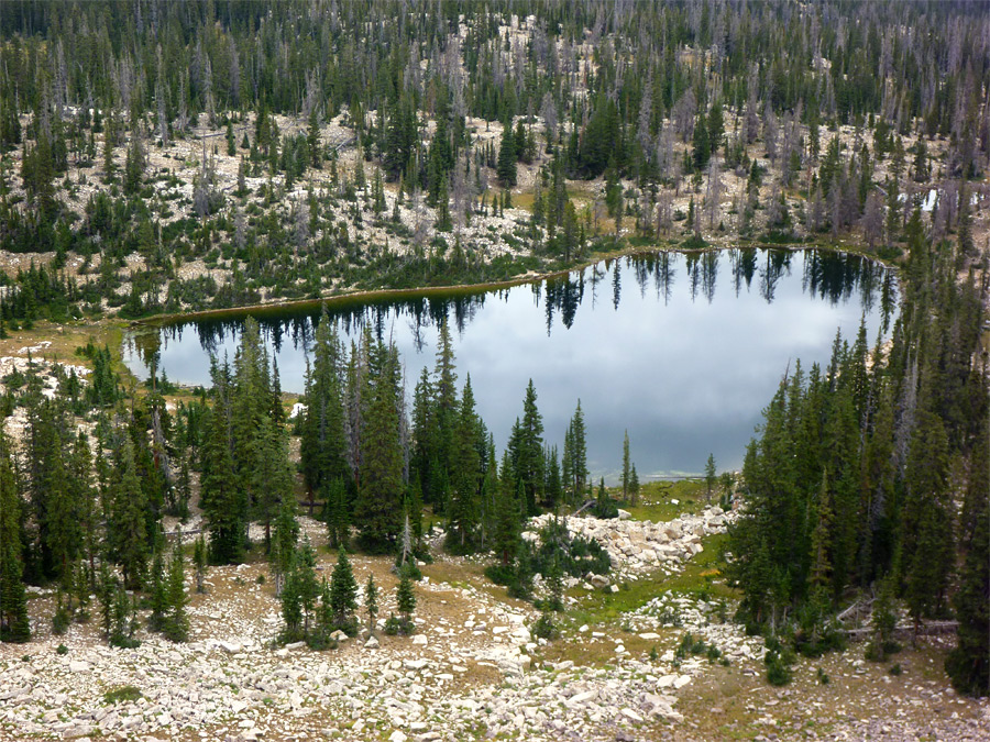 Trees around Kamas Lake