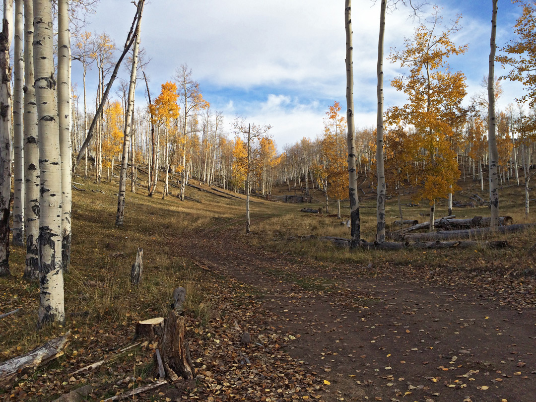 Aspen woodland