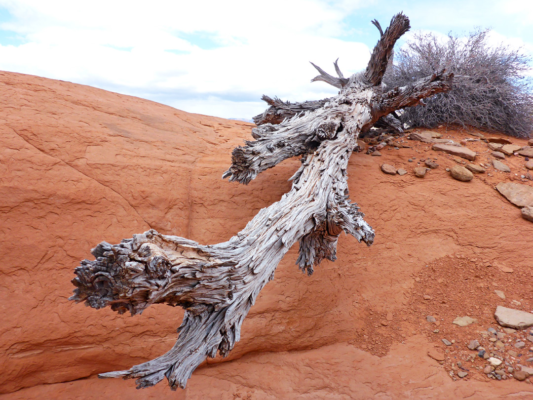 Dead tree