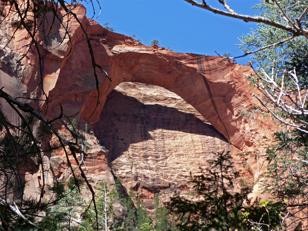 Trees below Kolob Arch