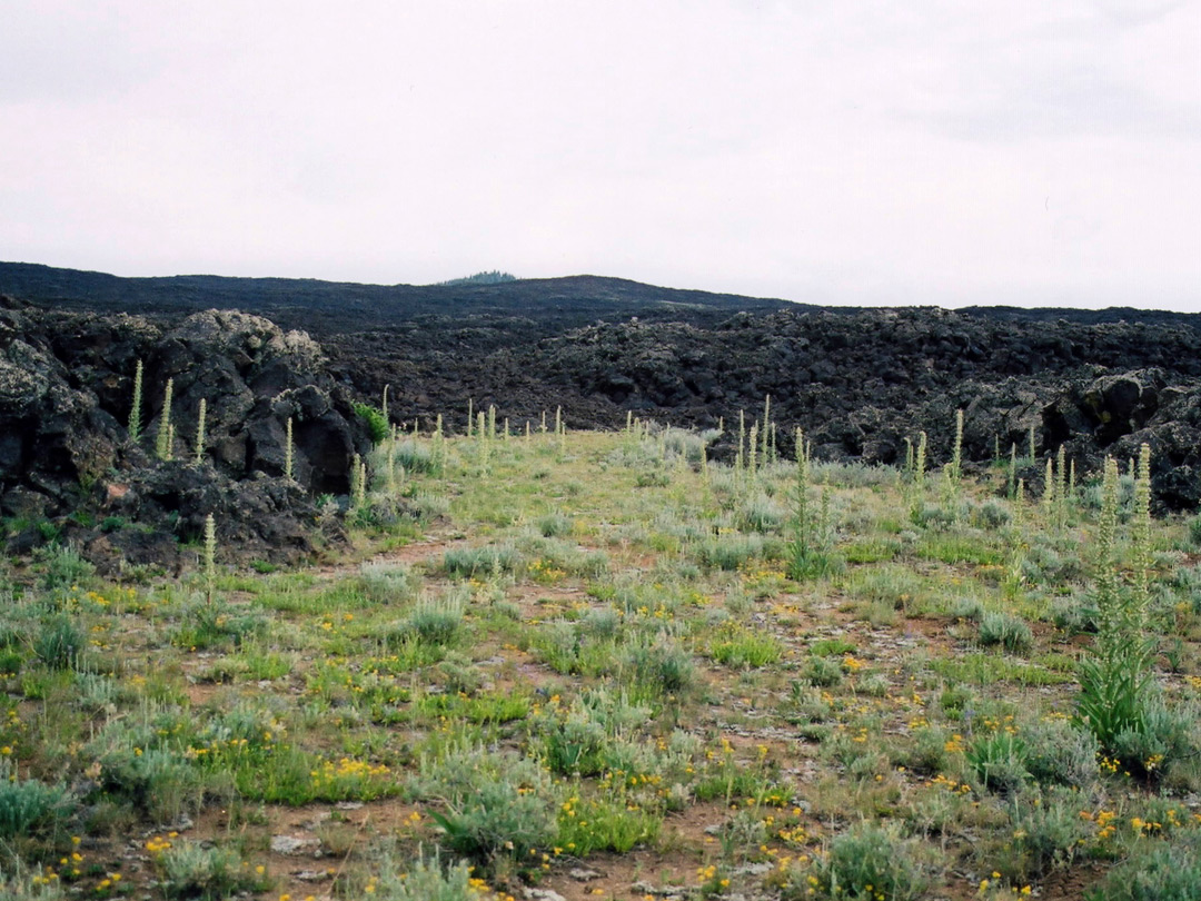 Lava and wildflowers