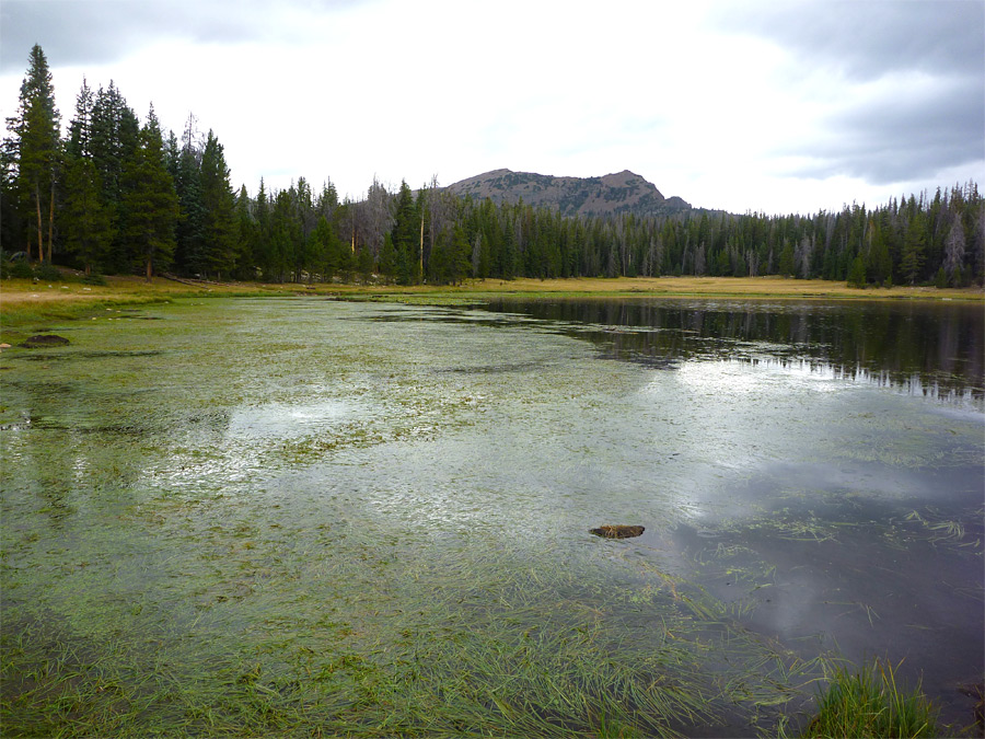 Lilly Lake