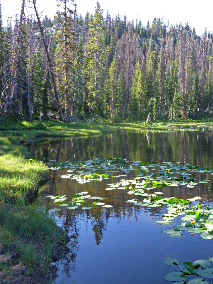 Lily Lake