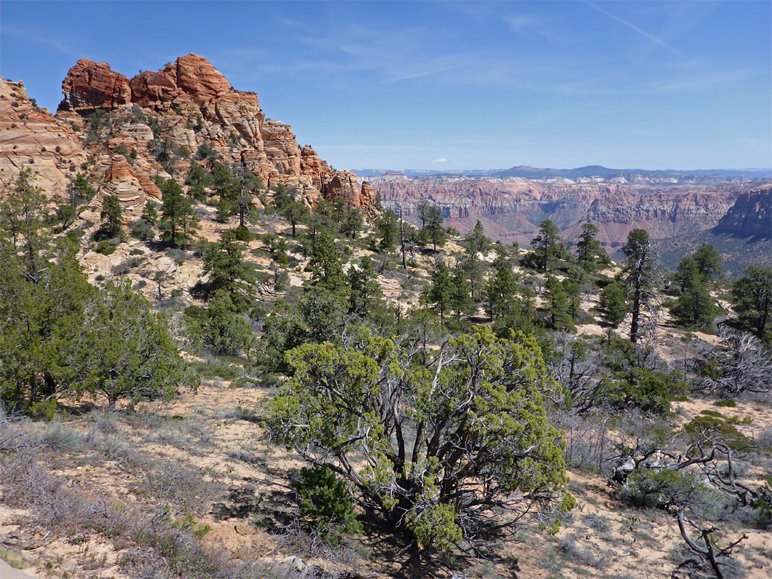 Trees on the plateau