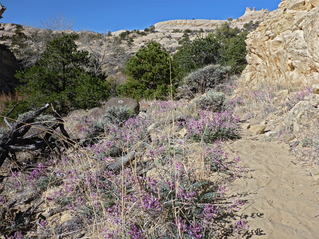 Astragalus by the path