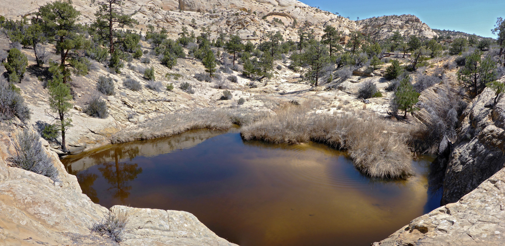 Brown-water pool