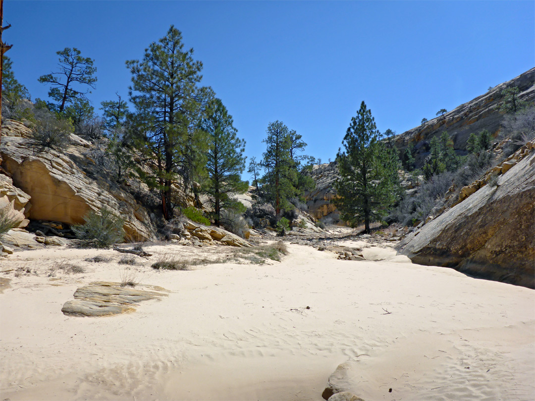 Sandy creekbed