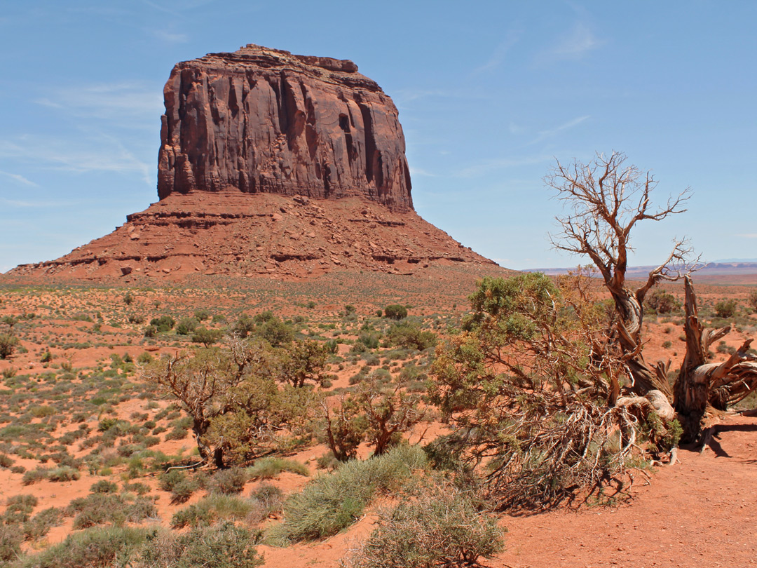 Tree in front of Merrick Butte