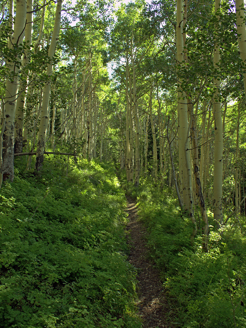 Aspen forest