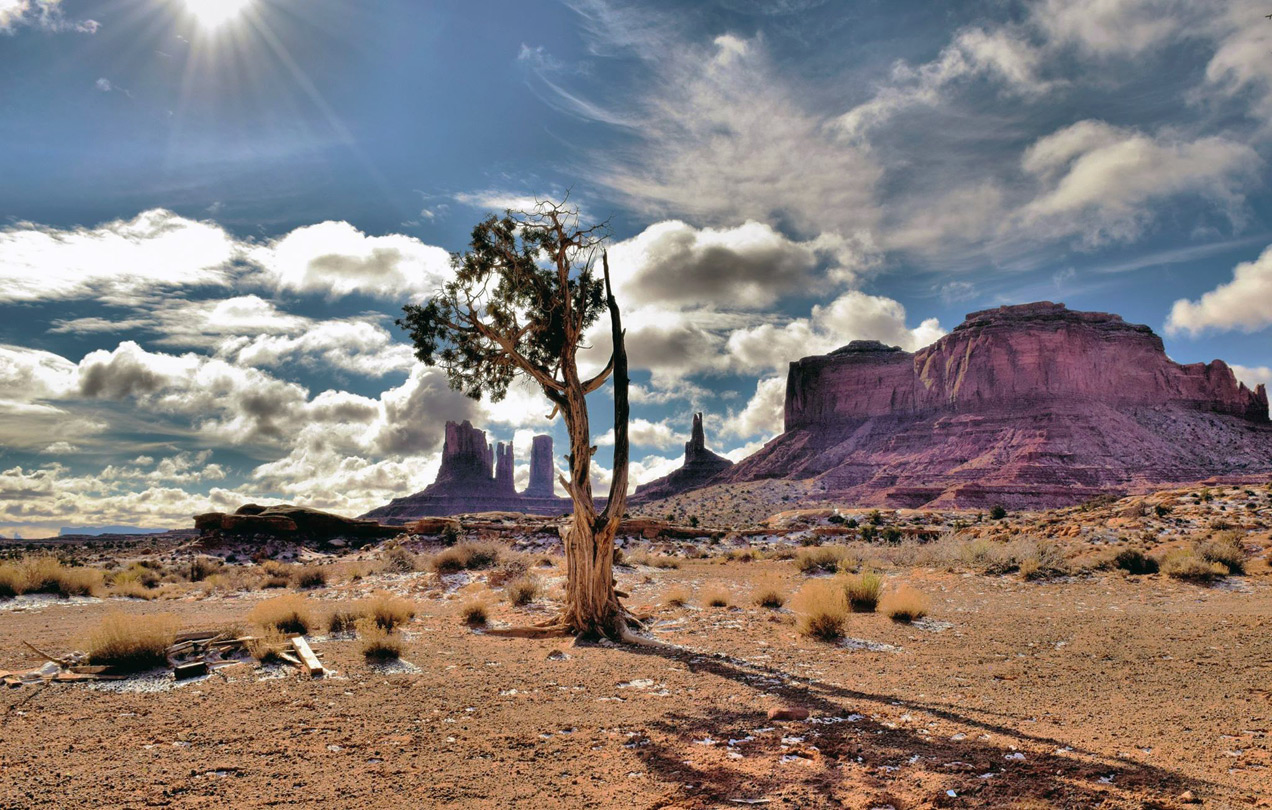 Lone tree