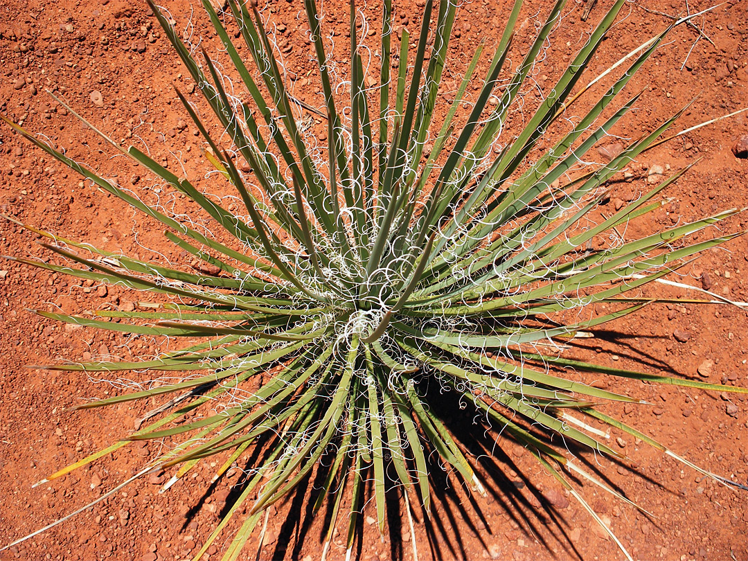 Narrow leaf yucca