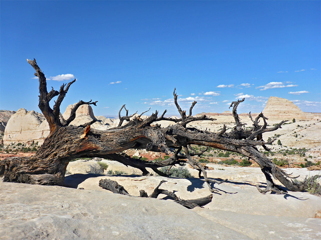 Dead tree