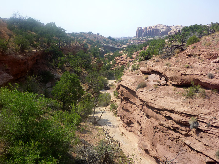 Bushy canyon