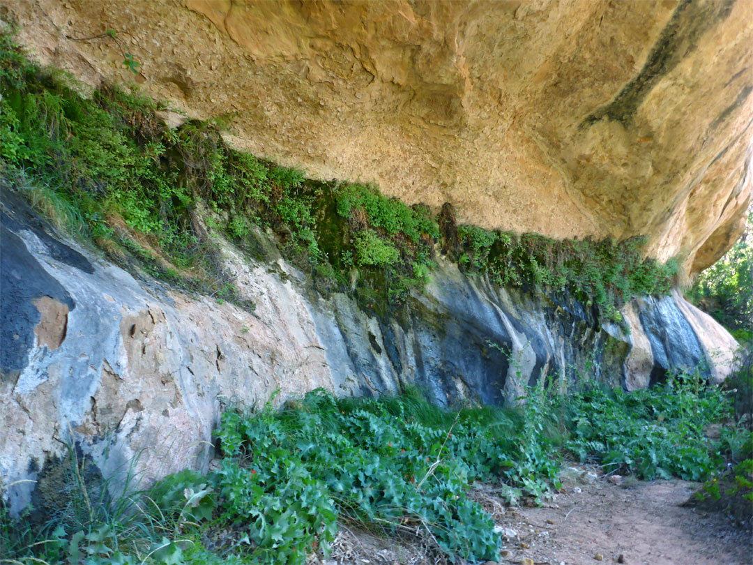 Alcove seep