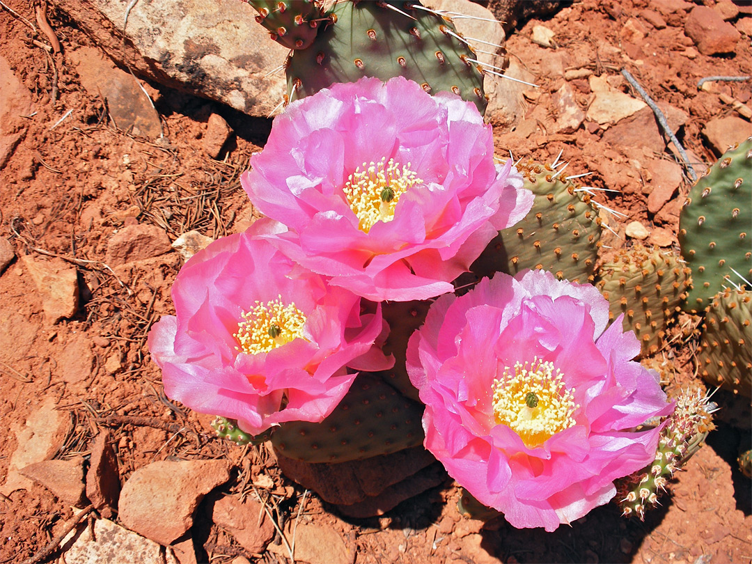 Big pink flowers