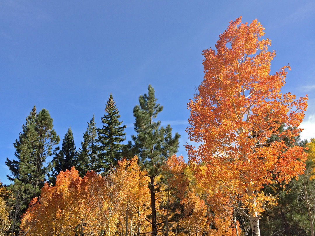 Orange-leafed aspen