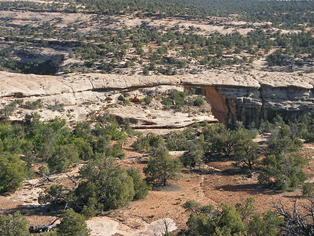 Owachomo Bridge - distant view