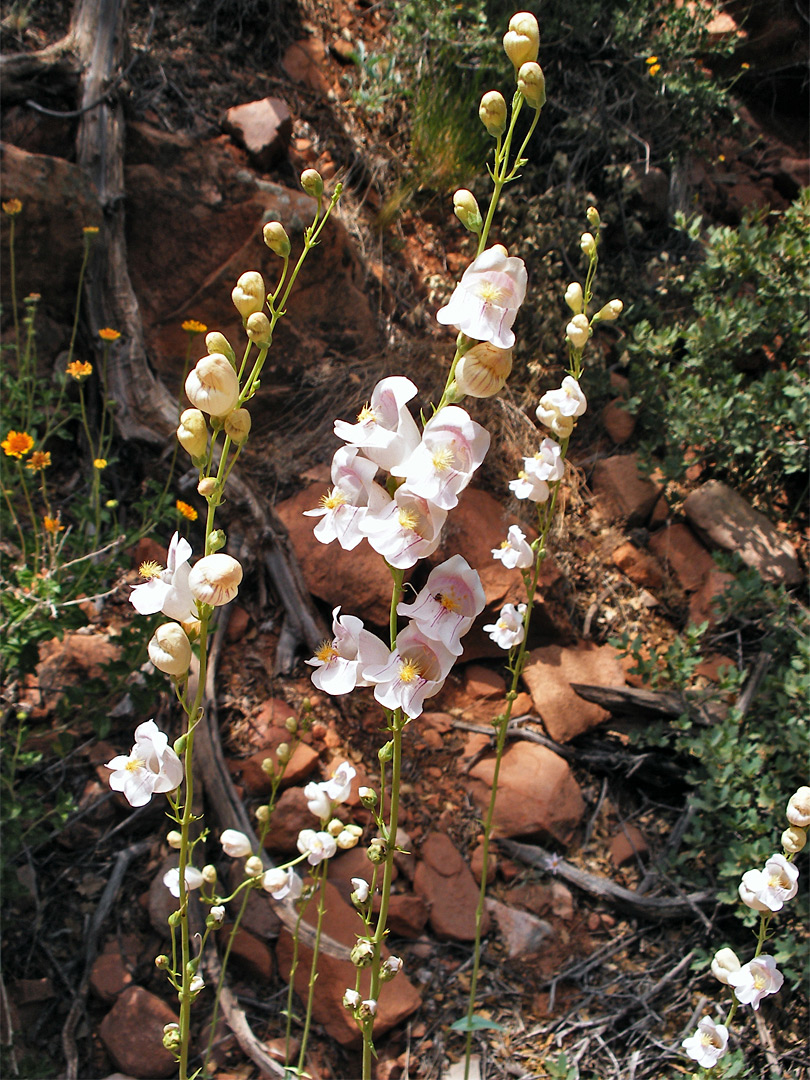 Palmers penstemon