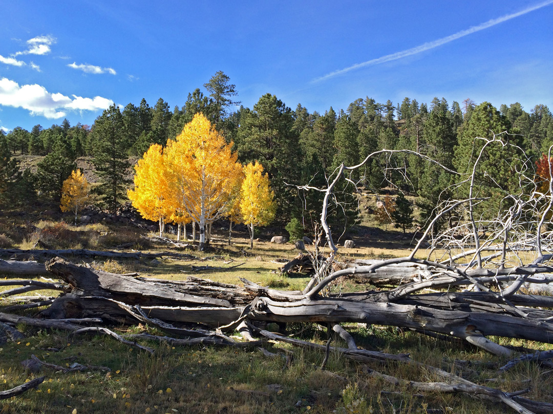 Aspen at Parks Pasture