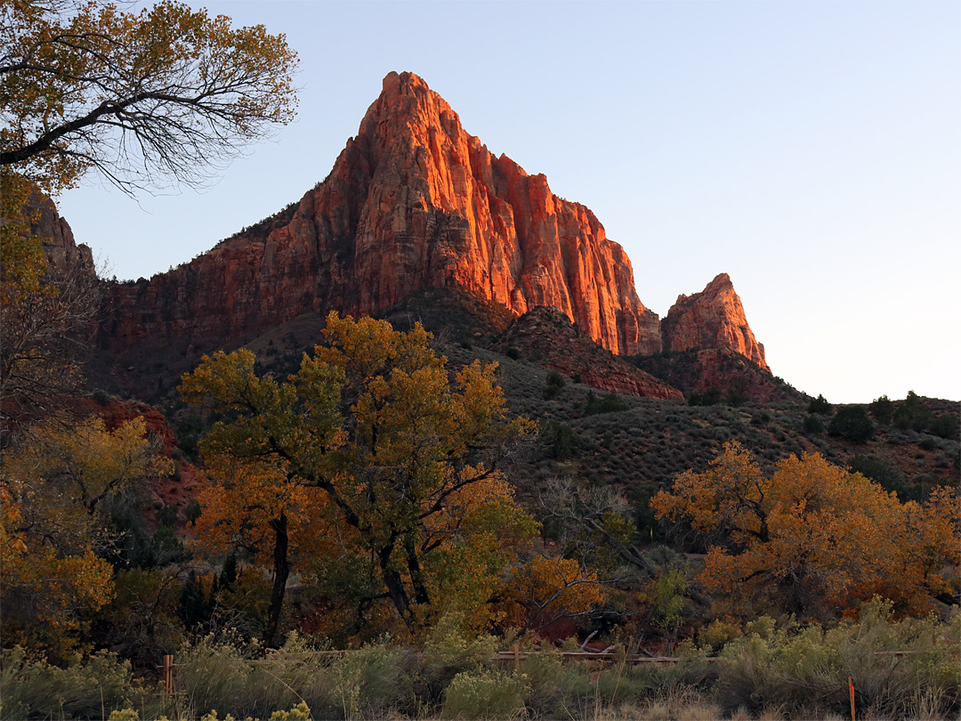 Cottonwoods at sunset