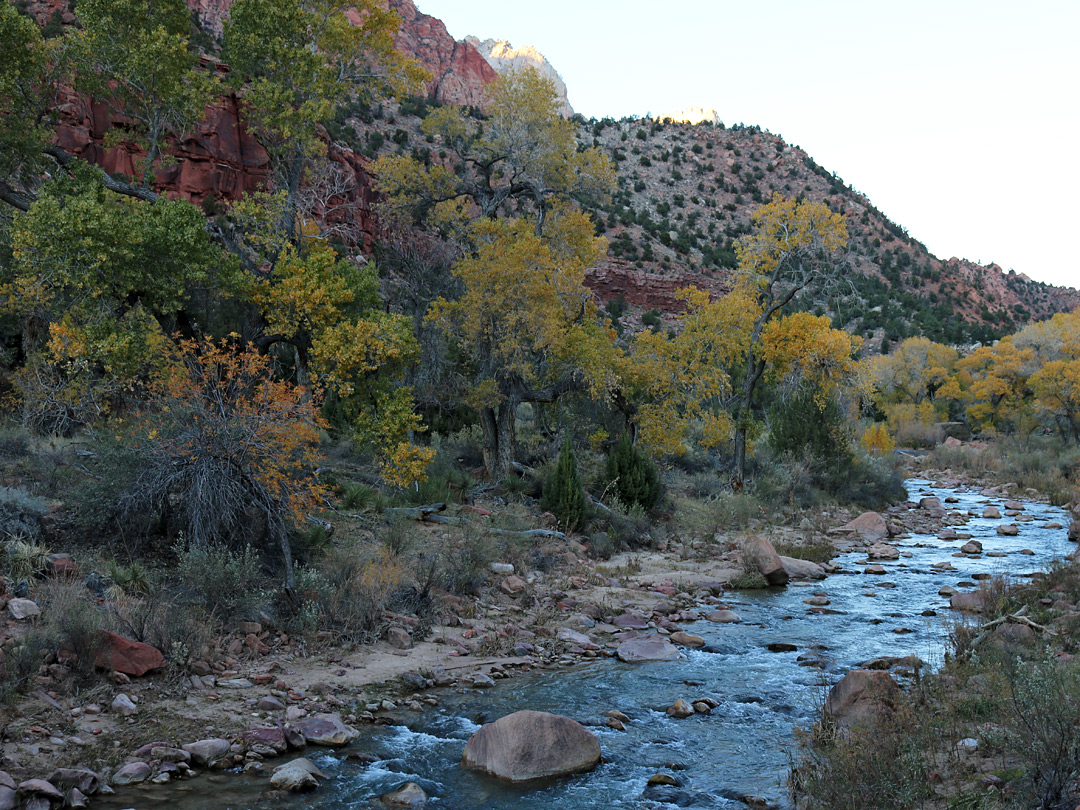 Cottonwoods by the river