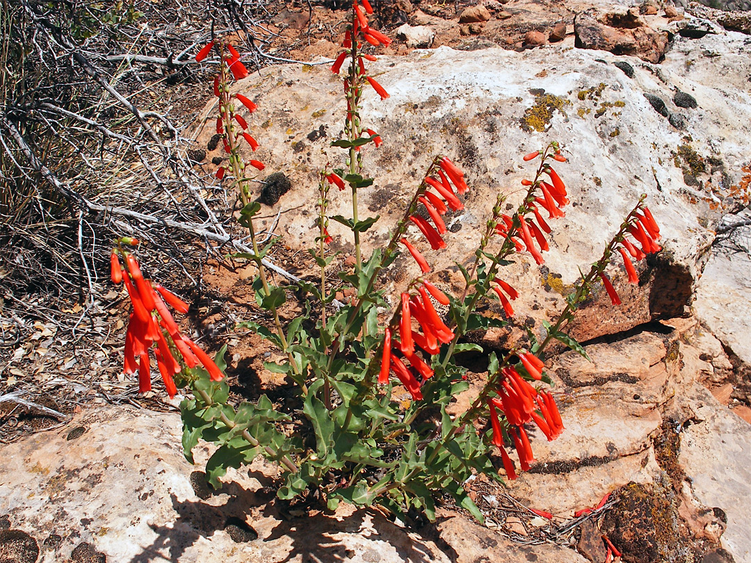 Eight flower stems